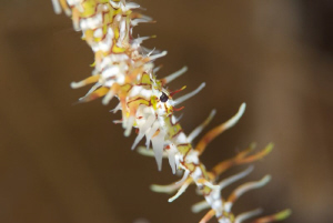 Super Macro of Ghost Pipe Fish
105mm with a +4 Diopter by Chris Holman 